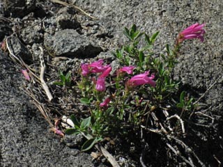 Penstemon (Bridges?)